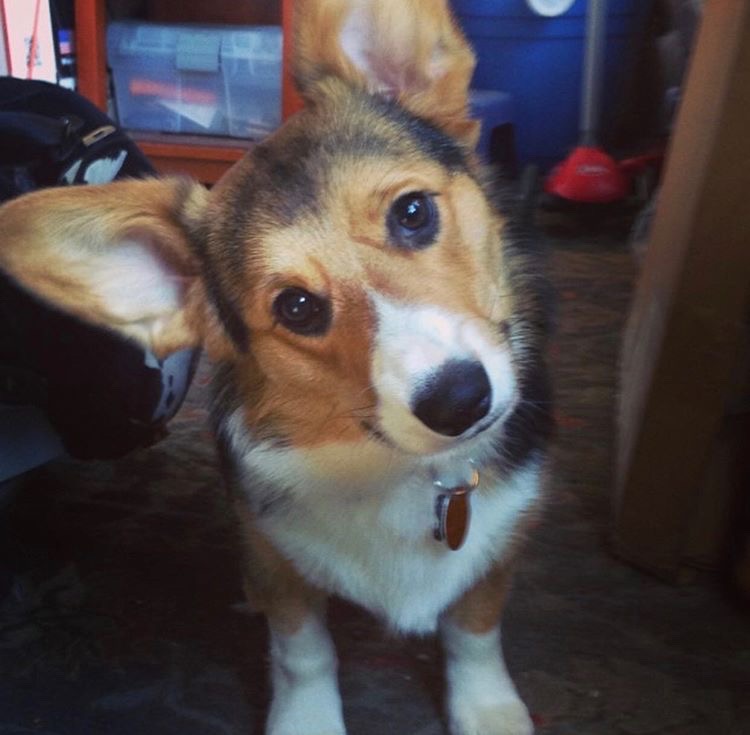 Jeremy and Olive (dog)