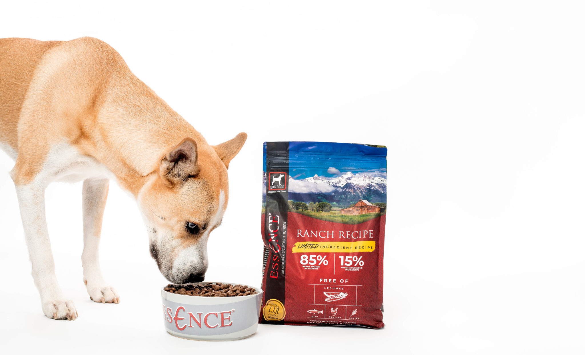 How to Introduce a New Pet Food Brand to Your Dog