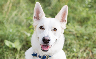 Why Woof Whiskers Loves Essence
