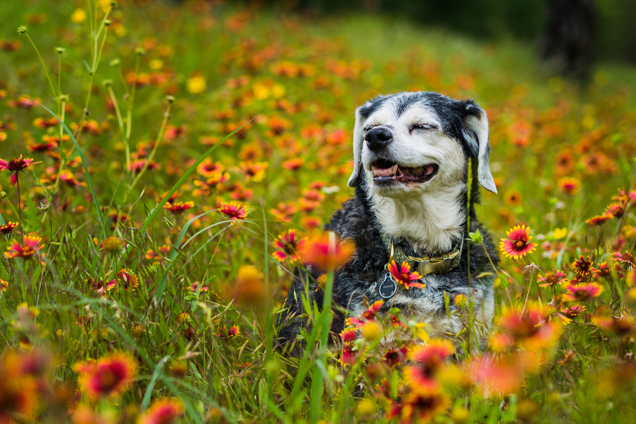 4 Things to Start Thinking About as an Older Dog Owner